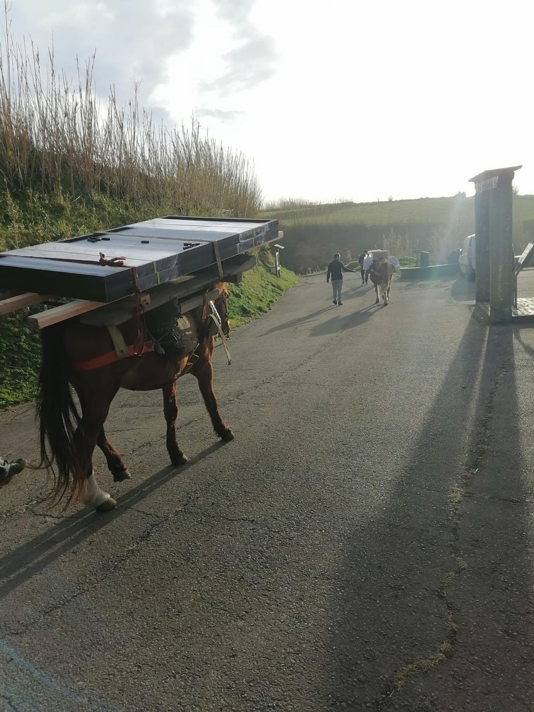 Pack horses carrying solar panels down the trail in low sun